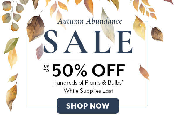 Autumn Abundance Sale