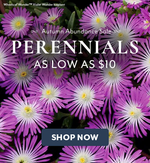 Autumn Abundance Perennials on Sale