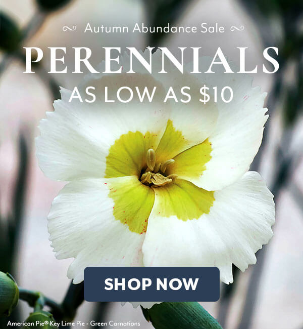 Autumn Abundance Perennials on Sale