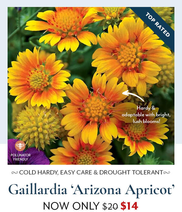 Gaillardia 'Arizona Apricot'