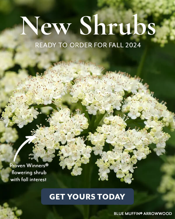 New 2024 Collection: New Shrubs for Spring!