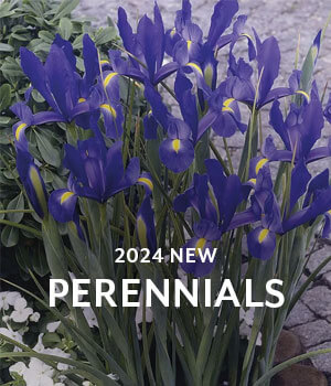 New Perennials