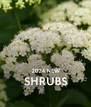 New Shrubs