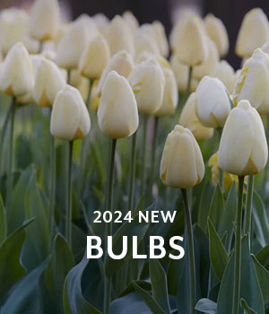 New Bulbs