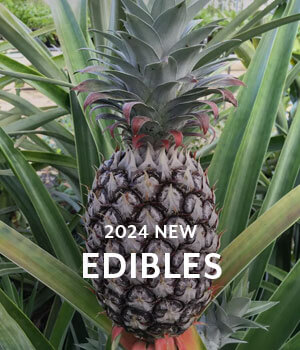 New Edibles