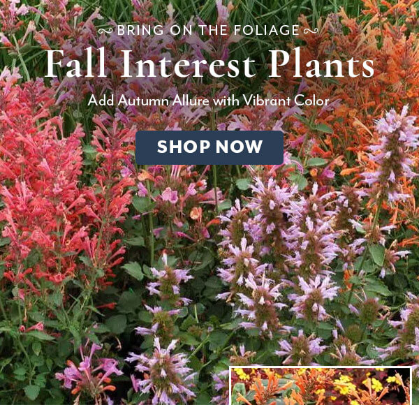 Fall Interest Plants