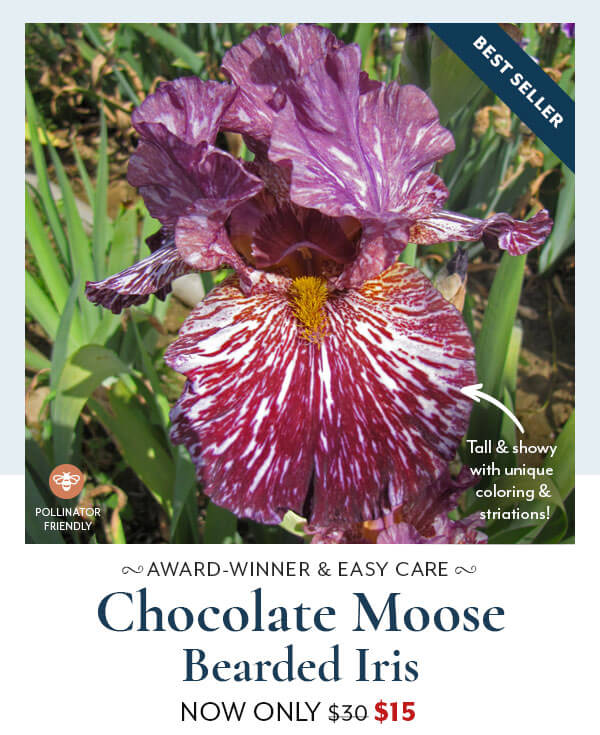 Chocoalte Moose Bearded Iris