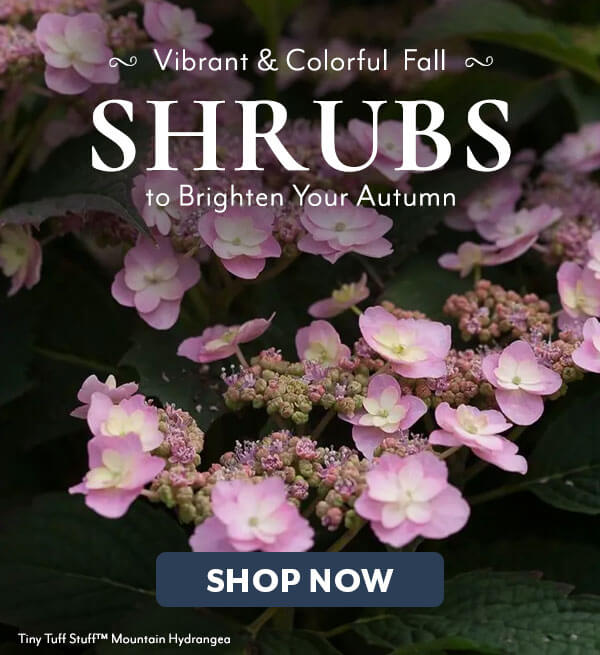 Fall Color Shrubs