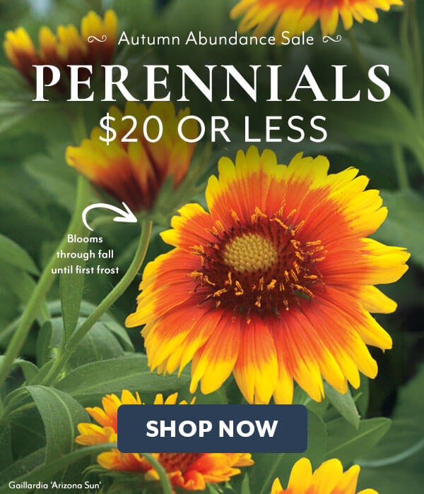 Autumn Abundance Perennials on Sale