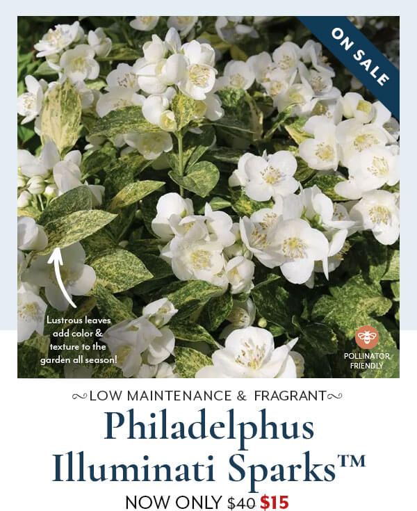 Philadelphus Illuminati Sparks™