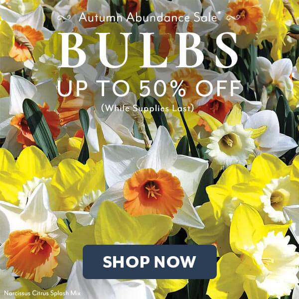 Autumn Abundance Bulbs on Sale