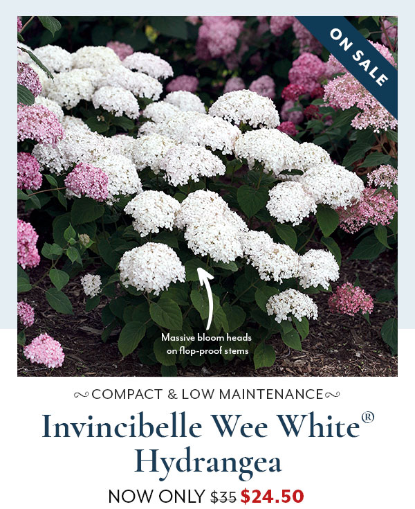 Invincibelle Wee White® Hydrangea