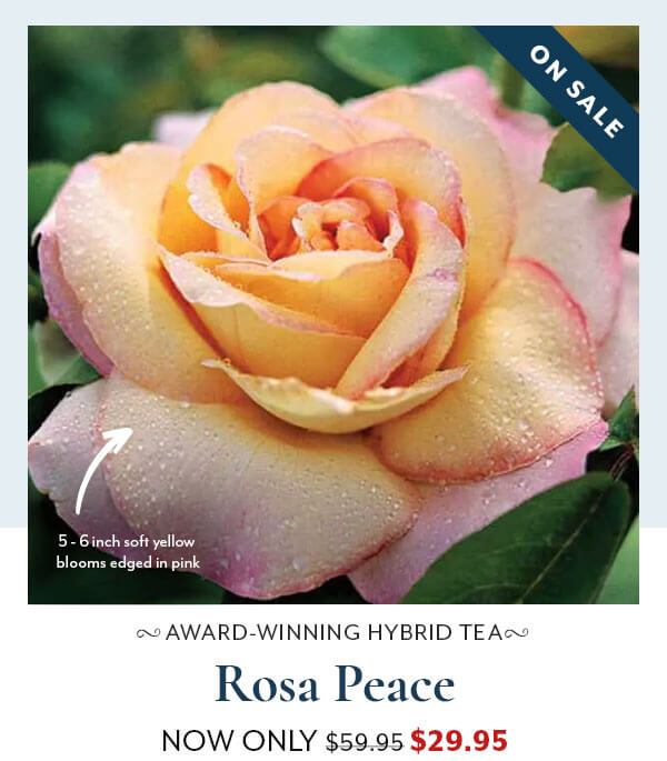 Rosa Peace