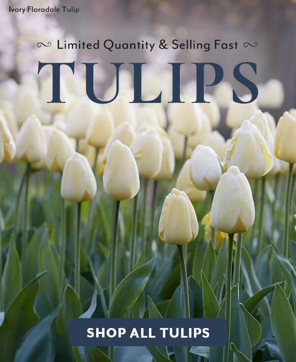 Limited Quantity Tulips