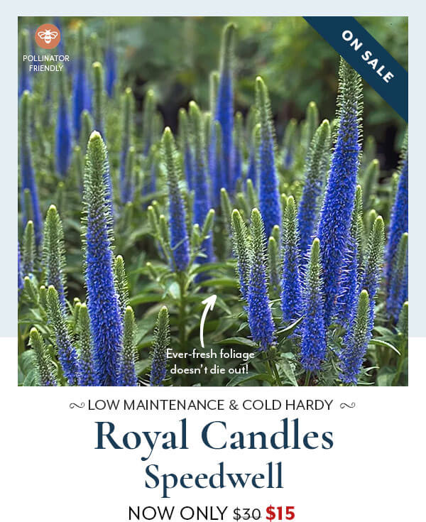 Royal Candles Speedwell