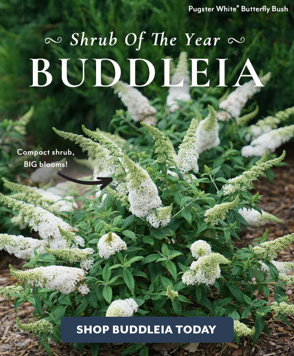 Shrub of the Year: Buddleia