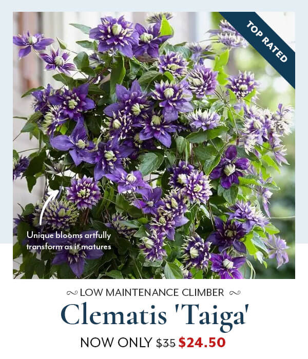 Clematis 'Taiga'