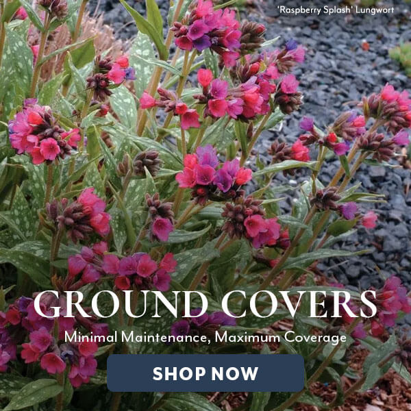 Ground Covers