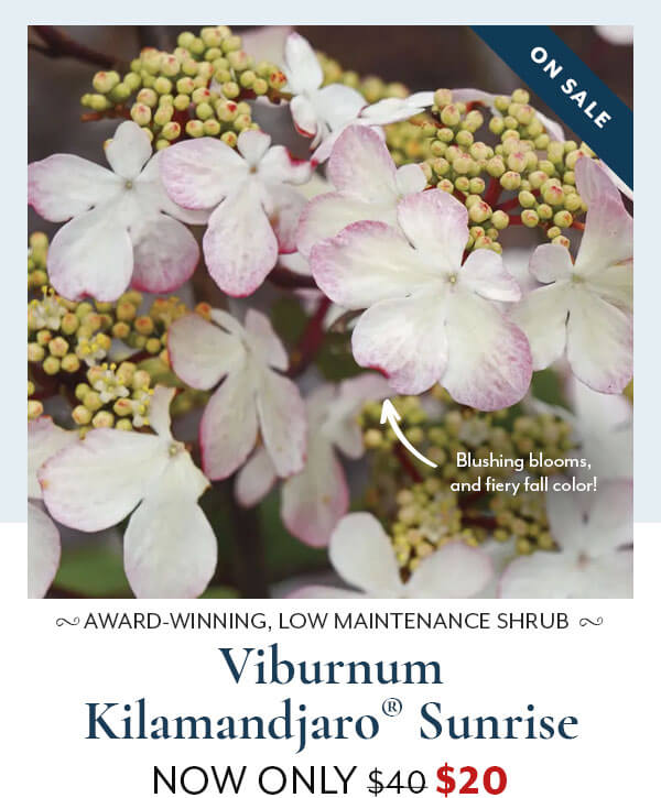 Viburnum Kilamandjaro® Sunrise