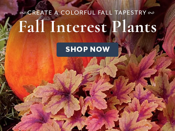 Fall Interest Plants