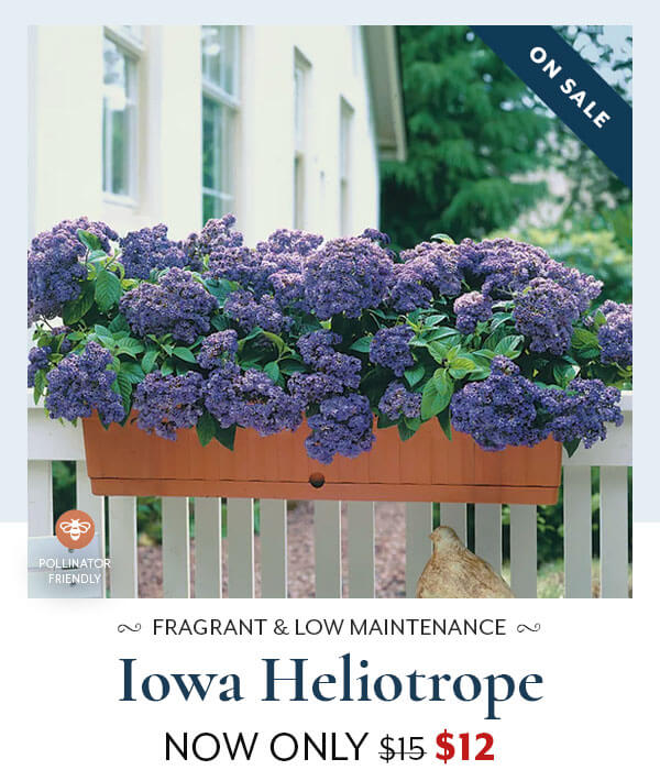 Iowa Heliotrope