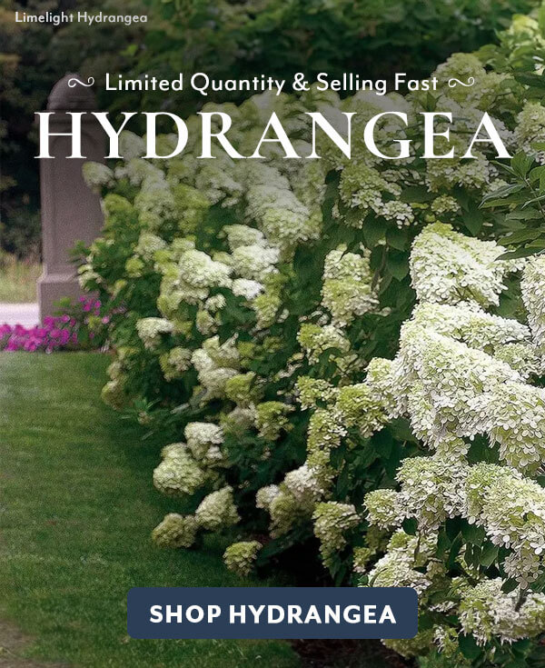 Limited Quantity Hydrangea