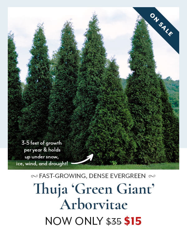 Thuja 'Green Giant' Arborvitae