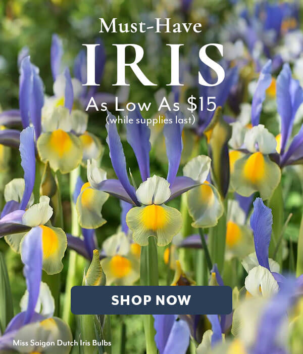 Must-Have Iris