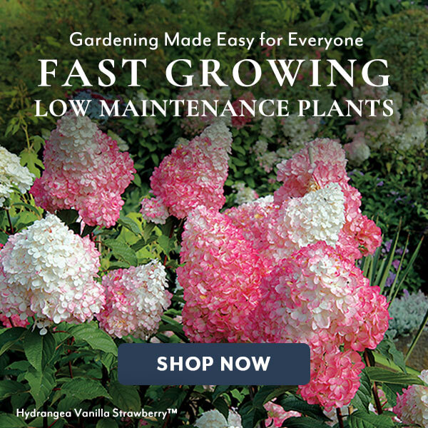 Fast Growing Low Maintenance Plants