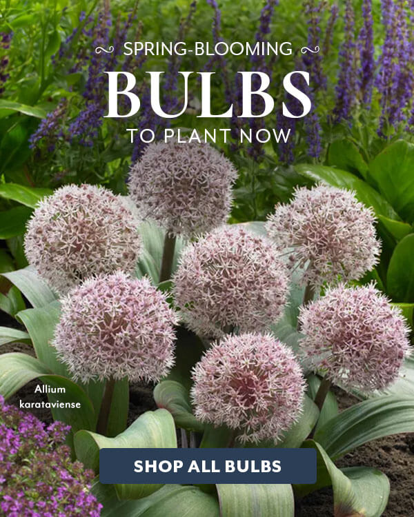 Must Have Bulbs up to 40% Off