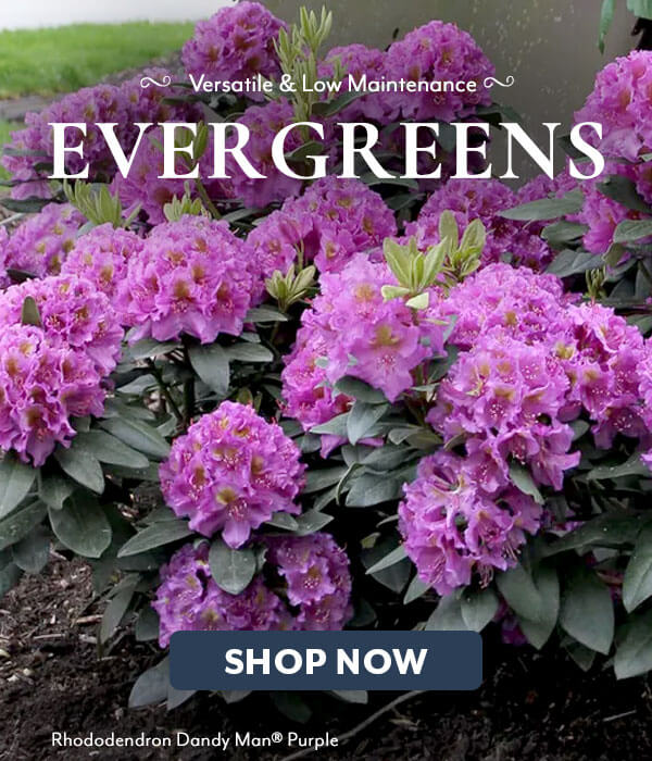 Evergreens