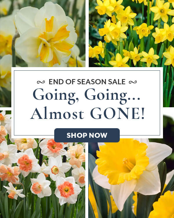 Daffodils on Sale