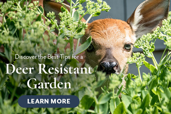 Defending Your Garden Against Deer