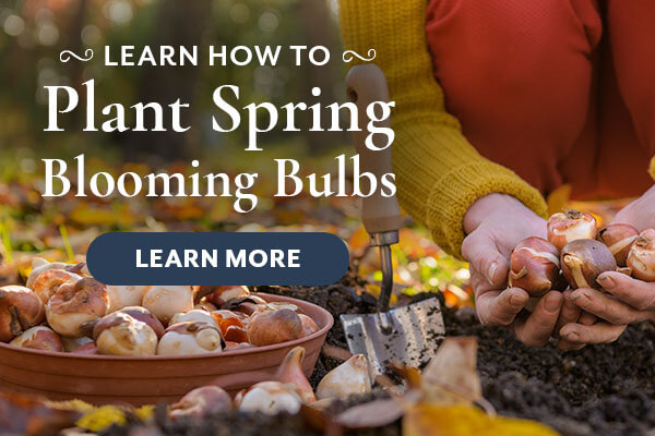 Plant Spring Blooming Bulbs