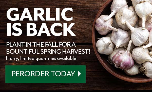 preorder your garlic today