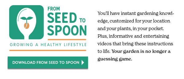 From seed to spoon