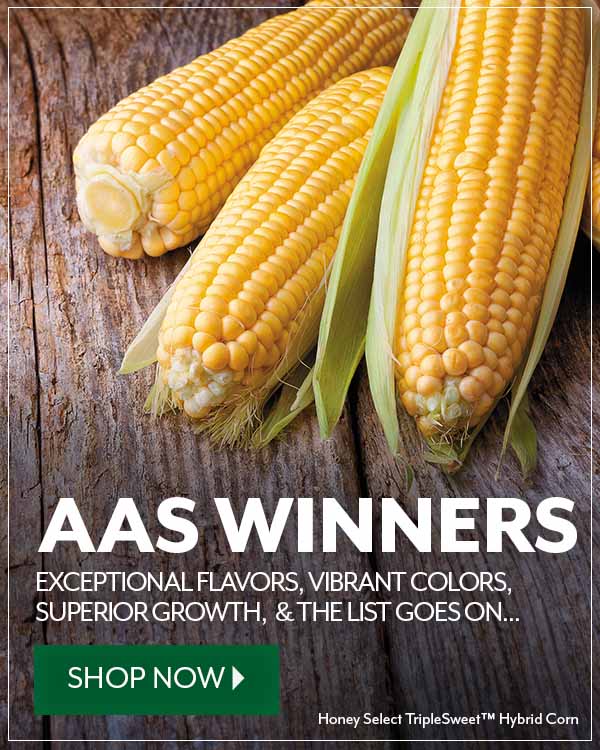 Shop AAS winners