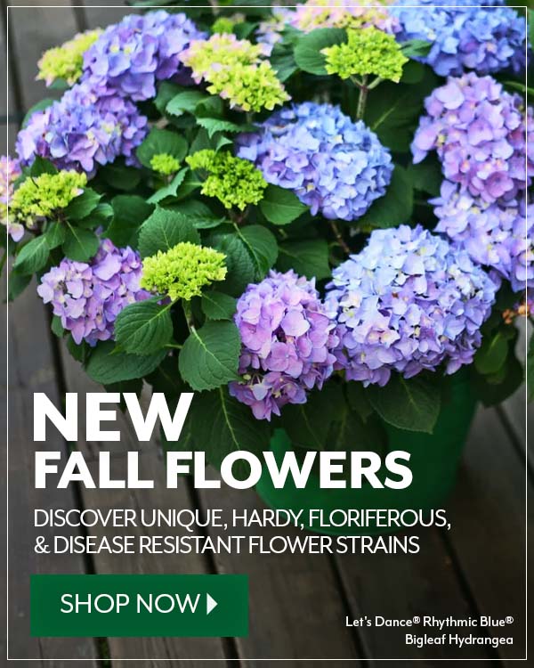 Shop all new fall flowers