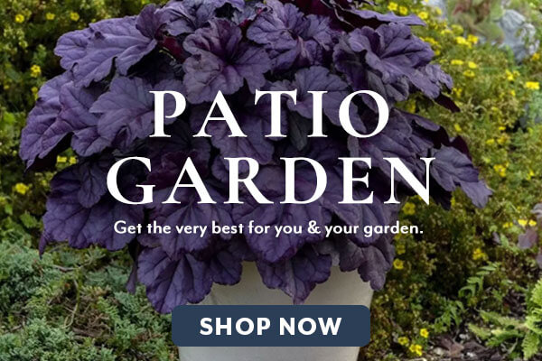 Pation Gardening