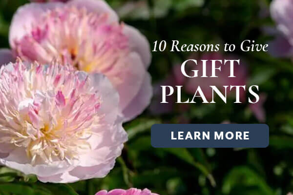 Reason to Give Gifts Plants