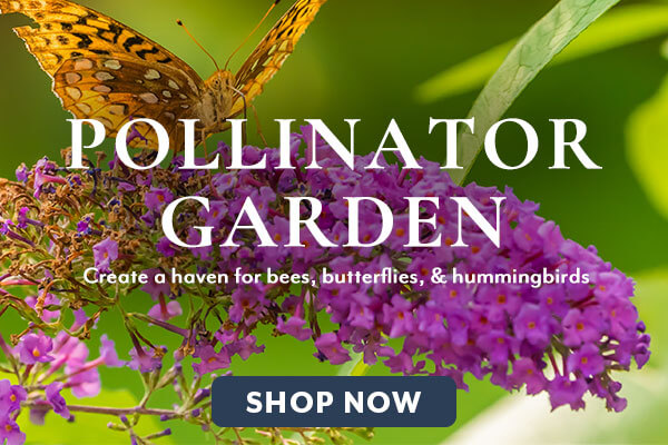 Pollinator Friendly