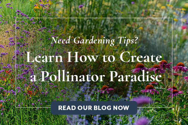 Create a Pollinator Paradise in Your Flower Garden