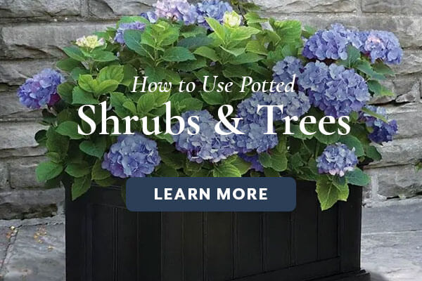 Potted Shrubs and Trees blog