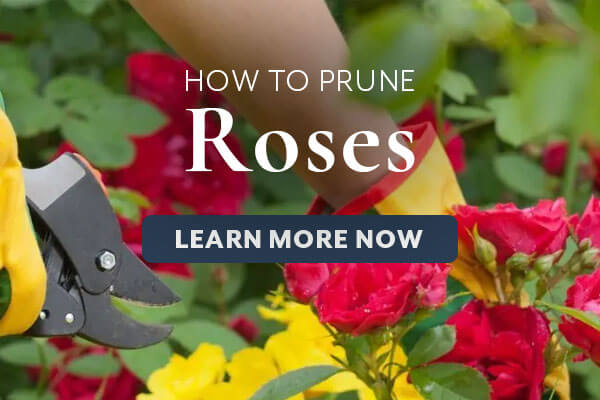 Rose Pruning Guide