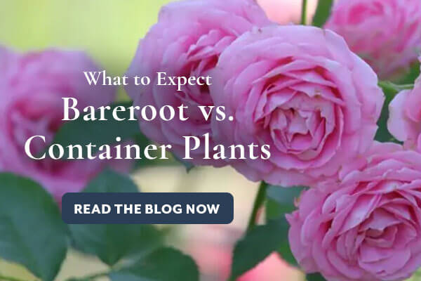 Bareroot vs Container Plants