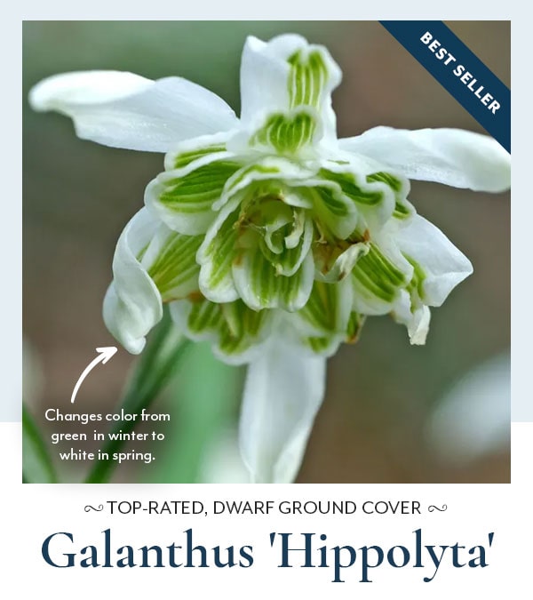 Galanthus 'Hippolyta'