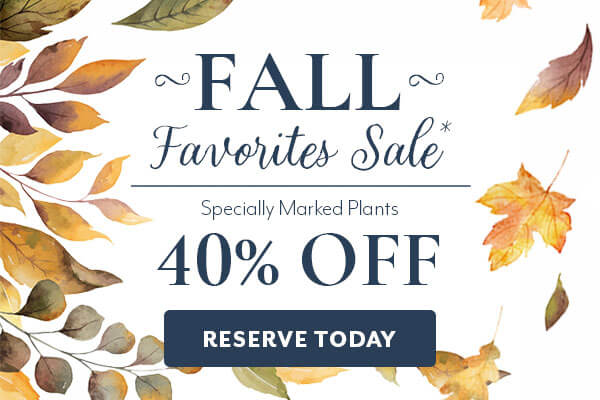 Fall Favorites Sale