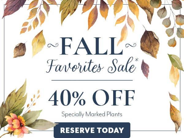 Fall Favorites Sale 40% Off