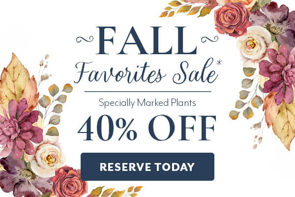 Fall Favorites Sale