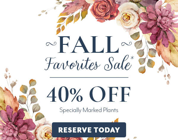 Fall Favorites Sale 40% Off